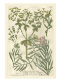 Weinmann's Garden III