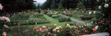 Assorted Roses in a Garden  International Rose Test Garden  Washington Park  Portland