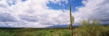 Cactus in a Desert  Saguaro National Monument  Tucson  Arizona  USA