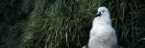 Grey Headed Albatross (Thalassarche Chrysostoma) Chick in Nest  Bird Island  South Georgia Island