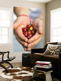 Colombia  Caldas  Manizales  Chinchina  Hacienda De Guayabal  Coffee Worker Holding Coffee Cherries