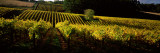 Vineyards in Autumn  Piccadilly Valley  Adelaide Hills  South Australia  Australia