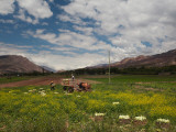Farmers Working in a Lettuce Field  Tilcara  Quebrada De Humahuaca  Argentina