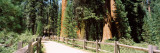Hiking Trail in a Forest  Sequoia National Park  California  USA