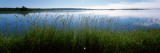 Tall Grass at Riverbank  Cape Breton Island  Nova Scotia  Canada