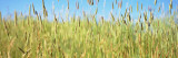 Tall Grass in Field  California  USA