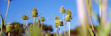 Close-Up of Thistles  California  USA
