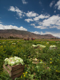 Lettuce Crop in a Field  Tilcara  Quebrada De Humahuaca  Argentina
