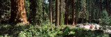 Parking Lot in a Forest  Sequoia National Park  California  USA