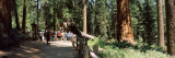 Tourists Near a Lodge in a Forest  Sequoia National Park  California  USA