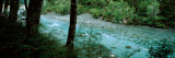 River Flowing Through a Forest  Routeburn River  Mt Aspiring National Park  South Island