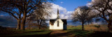 Trees Around a Church  Pukehou Christ Church  North Island  New Zealand
