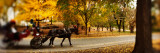 Horse Drawn Carriage in a Park  Central Park  Manhattan  New York City  New York State  USA