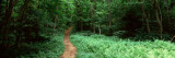 Forest  Adirondack Mountains  Old Forge  Herkimer County  New York State  USA