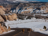 Three Cows on a Highway  Utah State Route 12  Boulder  Garfield County  Utah  USA
