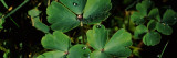 Water Drops on Clover Leaves  Germany