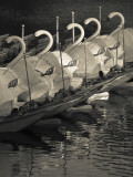 Swan Boats in a River  Boston Public Garden  Boston  Massachusetts  USA