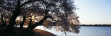 Cherry Blossoms at the Riverbank at Sunrise  Tidal Basin  Potomac River  Washington DC  USA