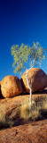 Rock Formations with Ghost Gum Tree  Devil's Marbles  Northern Territory  Australia