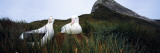 Wandering Albatross (Diomedea Exulans) Mated Pair in a Nest  Bird Island  South Georgia Island