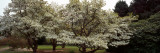 Blooming Magnolia (Asiatic Magnolia) in a Garden  Le Bois De Moutiers  Seine-Maritime  Normandy