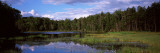Trees Around a Pond  Big Moose Lake  Adirondack Mountains  New York State  USA
