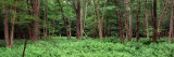 Forest  Adirondack Mountains  Old Forge  Herkimer County  New York State  USA