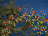 Close-Up of a Wild Rose Hip Plant  Villa Mascardi  Rio Negro Province  Patagonia  Argentina