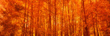 Aspen Trees at Sunrise in Autumn  Colorado  USA