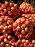 Close-Up of Sack of Onions  Seclantas  Calchaqui Valleys  Salta Province  Argentina
