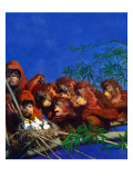 "Orangutans & Bird Nest " February 17  1940