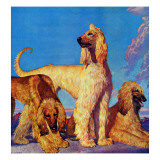 "Afghan Hounds " March 18  1944