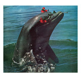 "Trained Dolphin " January 4  1964
