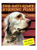 "Springer Spaniel " Saturday Evening Post Cover  November 16  1940
