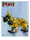 "Butch in Raingear " Saturday Evening Post Cover  April 2  1949