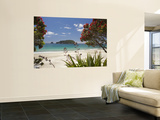 Pohutukawa Tree in Bloom and Hahei  Coromandel Peninsula  North Island  New Zealand