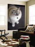 Ragdoll Cat