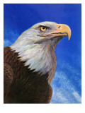 "Closeup of Bald Eagle " June 13  1942