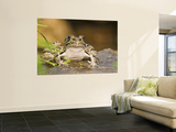 Leopard Frog Sunning By Pond  Central Texas  USA