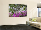 Azaleas and Live Oak Trees Draped in Spanish Moss  Middleton Place Plantation  South Carolina  USA