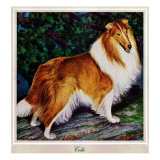 "Collie " September 11  1943