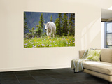 Mountain Goat in Wildflower Meadow  Logan Pass  Glacier National Park  Montana  USA