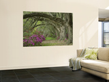Oak Trees Above Azaleas in Bloom  Magnolia Plantation  Near Charleston  South Carolina  USA