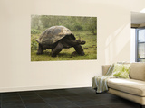 Galapagos Giant Tortoise With Tui De Roy Near Alcedo Volcano  Isabela Island  Galapagos Islands