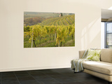 Vineyard