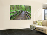 Maple Glade Trail Wooden Bridge  Quinault Rain Forest  Olympic National Park  Washington  USA