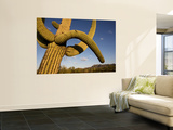 Cacti in West Unit of Saguaro National Park