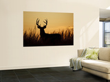White-Tailed Deer in Grassland  Texas  USA