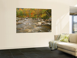 River Flowing Trough Forest in Autumn  White Mountains National Forest  New Hampshire  USA