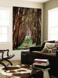Woman Walking Through Eucalyptus Trees  the Presidio